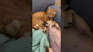 Dog Farts So Loud He Wakes Himself Up and His Face is Priceless 😂  #cute #chihuahuafanclub #funny