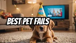 😆 Best Of The Week! Funny Pet Videos (2024)