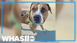 Meet Bo Bo: Shelter dog ready for his forever home
