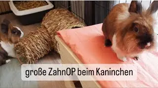 Große ZahnOP beim Kaninchen | StupsNasen