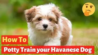 Havanese puppy Potty Training : Easy and Working Technique