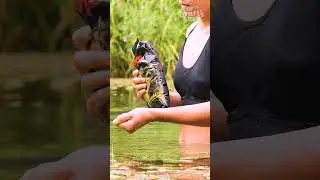 DIY POND