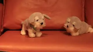 Cuteoy Electric Dog Walking Barking Handstand Raise Hand Plush Schnauzer Stuffed Animal Robot Toy.
