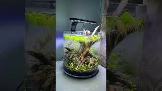 From Scratch to Ecosystem 🌿🦐 | Low-Tech Vase Build (Fluval Soil &bull; No Filter &bull; No CO₂)