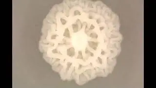 Yeast Complex Colony Morphology