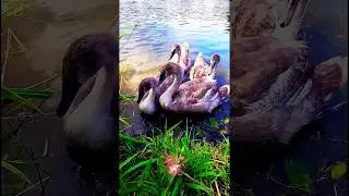 #TemplemoreTownPark #TemplemoreLivingNature #Templemore #TownPark ##Swans #ForYou   #JustForYou