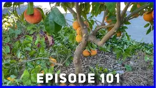 Rio Red Grapefruit Fruit & Pruning Update (Ep. 101)