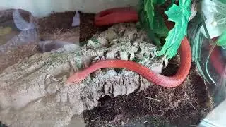 corn snakes sex games \ брачные игры маисовых полозов