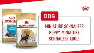 Miniature Schnauzer Puppy, Miniature Schnauzer Adult