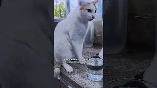 awkward  #cats #change #kitten