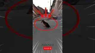5 животных, которые не умеют ходить задом наперёд