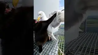 Brave Mother Cat vs Fierce Seagull 🕊️ Wings vs Claws #cats #catshorts #ai #cat #animals #animal