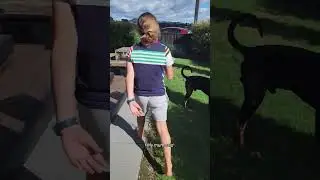 The 12yo cracking the quail egg market | RNZ