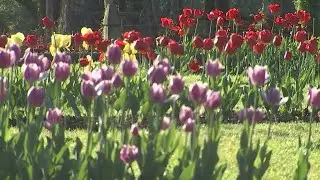 VIDEO: Tulips in bloom at Elizabeth Park
