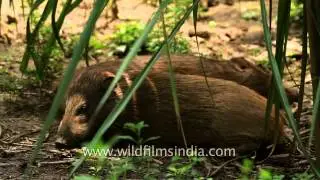 These little Pygmy hogs being conserved in India