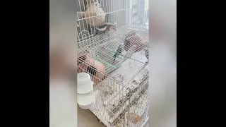 My bird is becoming friendly with us