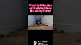 Peanut the Kitten LEARNS TO FETCH Black Chubby Kitty AUDIT PARTNER? Smart Cat CUTE AS HELL Fur Baby