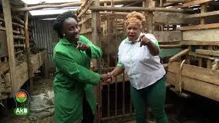 MBUZI WA MAZIWA [ PART B ] || AKILI SHAMBANI