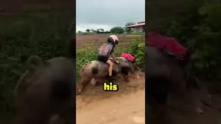 Kid Riding His Pet Pig to School