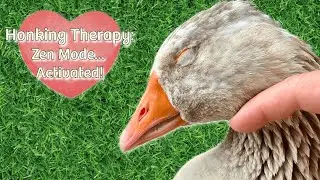 Gentle Cuddles with Salus the Goose | Relaxation & Calm Moments
