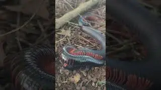 millipede Cortship behavior : 4K UHD Video. Closed-Up