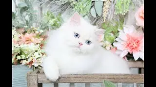 Top 10 Best Cat Breeds
