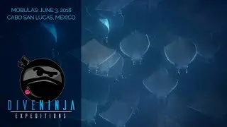 Massive Mobula Ray migration in Cabo San Lucas - Sea of Cortez