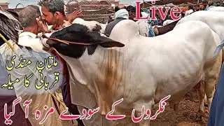 🔴Live Qurbani 2025 Nukry Bachry Ky Soday Multan Cow Mandi Latest update Maal ziada gahak ziada