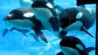 Sea World, Orlando. Shamu. Касатки