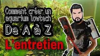 Comment cr&eacute;er un aquarium lowtech de A &agrave; Z : l'entretien