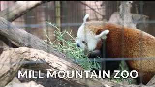 Mill Mountain Zoo - Roanoke, VA - Reasons to live in Roanoke