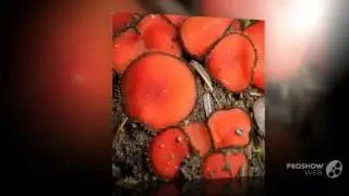 Scutellinia olivascens - fungi kingdom