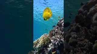 Scubadiving Red Sea #marinelife #underwater #explore #ocean #scubadiving #beautiful #egypt #sealife