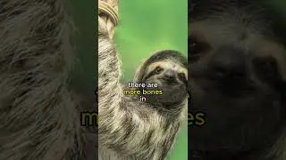 Sloth neck have more.. #shott #shorts #sloth #giraffe #neck #bones #animal #facts