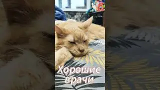 Хорошие врачи #мейнкун #котики #cat #мейкун #доктор #врач #клиника #смешно #юмор #анекдоты #кот