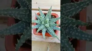 Aloe humilis x pratensis  💚 5&euro; - 10cm