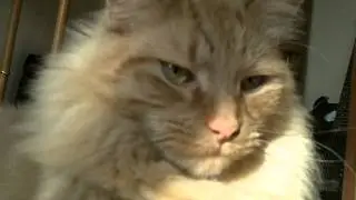 My MainCoone Cat