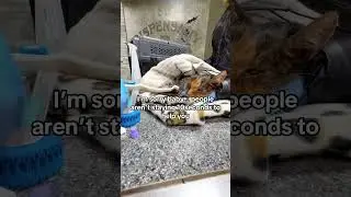 Update: Sorry for the silence&hellip; 💔 Sweety is still fighting.