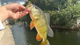 South Florida fishing ( hidden lakes)🐊🐠