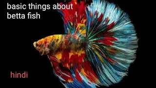 Betta fish basic knowledge. About betta fish. || pre buy guide betta fish|want to buy betta fish??