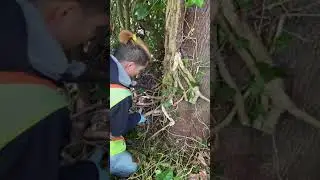 Invasive Species - English Ivy