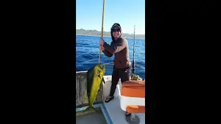 BirdBragS2E3 - Dorado (aka mahi mahi), the Zombie Apocalypse, and Bay Meadows Golf Course