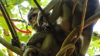 TOBIAS want play dad monkey so poor never to see | Adorable Tobias make to mother worry about you