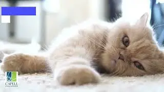 Puurfect Floors - New Floors in Boise Idaho #capellflooring #boiseidaho #boisefloors