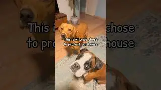 This is who we chose to protect our house! #boxerdog #happydogs #funny #doglife #pets  #doglife