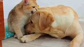 This Scottish Cat Bites a Labrador Dog and It's the Cutest Thing Ever