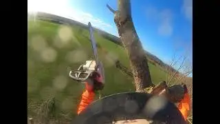 The last limb of 2025! Stihl ms151TC