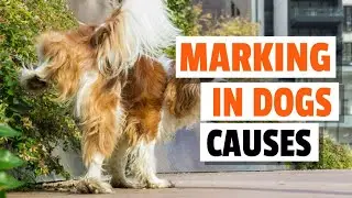 🐶MARKING IN DOGS (Why Urinate In So Many Places)