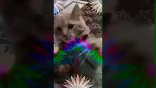 CAT (GIF)