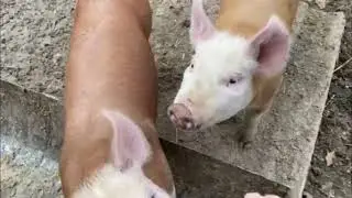 Update on our pigs, they're having fun & they all have names now! Plus how is it  going on projects?